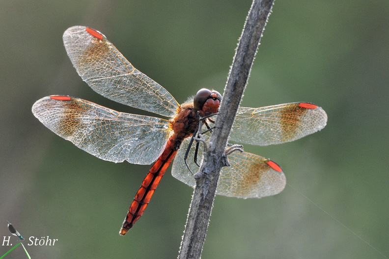 Gebänderte Heidelibelle (Sympetrum pedemontanum)